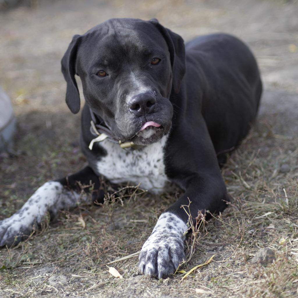Pinky, an adoptable Australian Cattle Dog / Blue Heeler, American Bulldog in Milford, IA, 51351 | Photo Image 1
