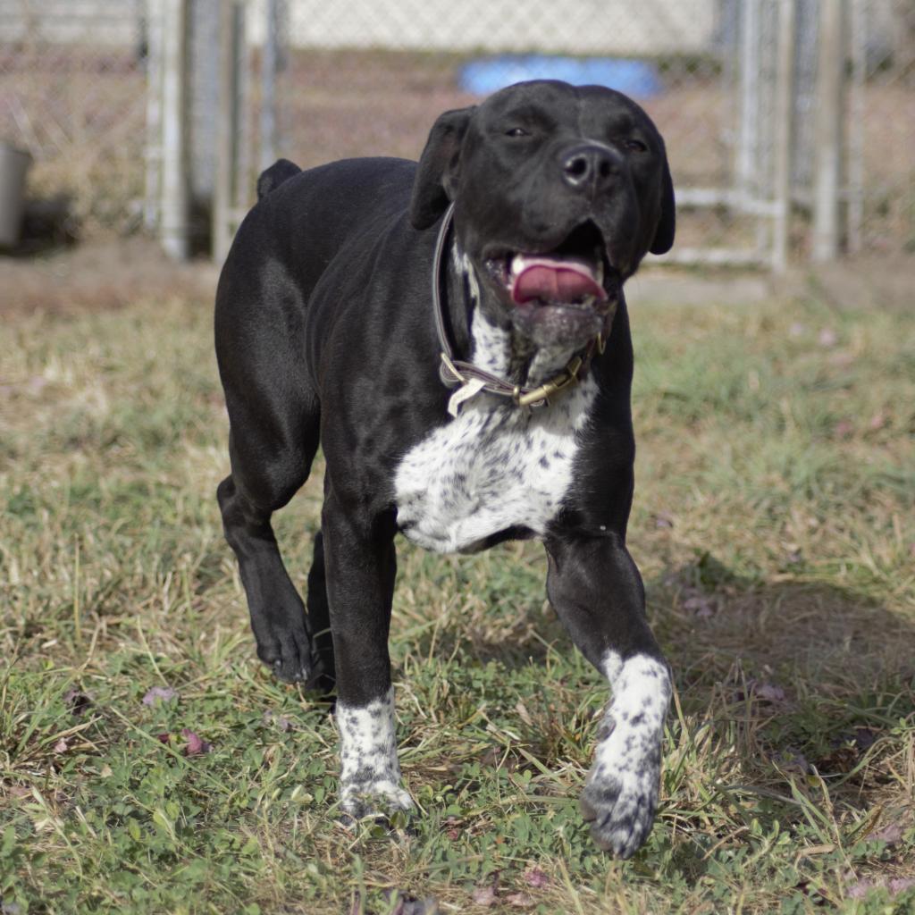 Pinky, an adoptable Australian Cattle Dog / Blue Heeler, American Bulldog in Milford, IA, 51351 | Photo Image 2