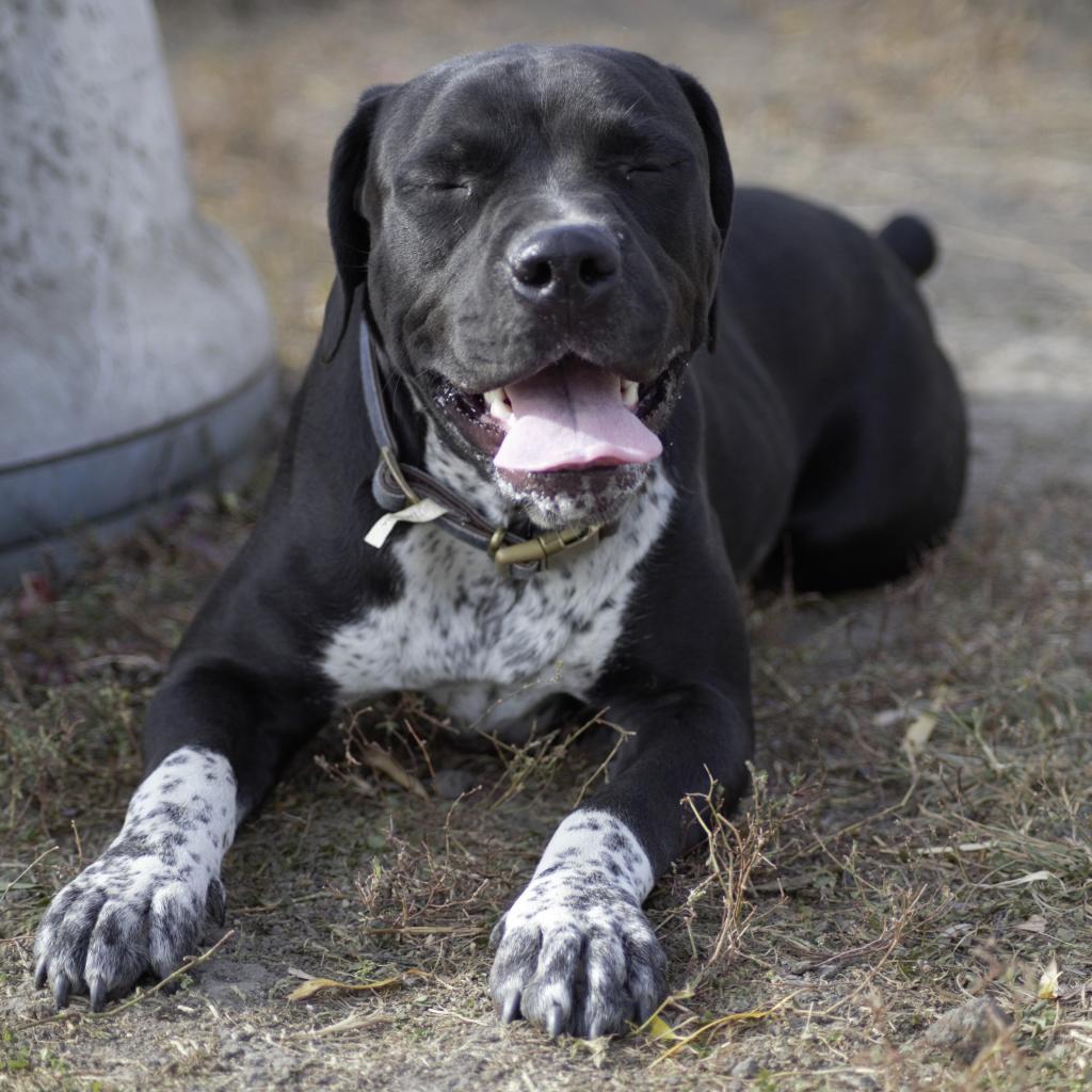 Pinky, an adoptable Australian Cattle Dog / Blue Heeler, American Bulldog in Milford, IA, 51351 | Photo Image 3