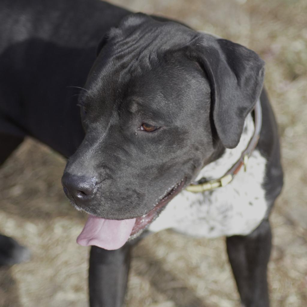 Pinky, an adoptable Australian Cattle Dog / Blue Heeler, American Bulldog in Milford, IA, 51351 | Photo Image 4