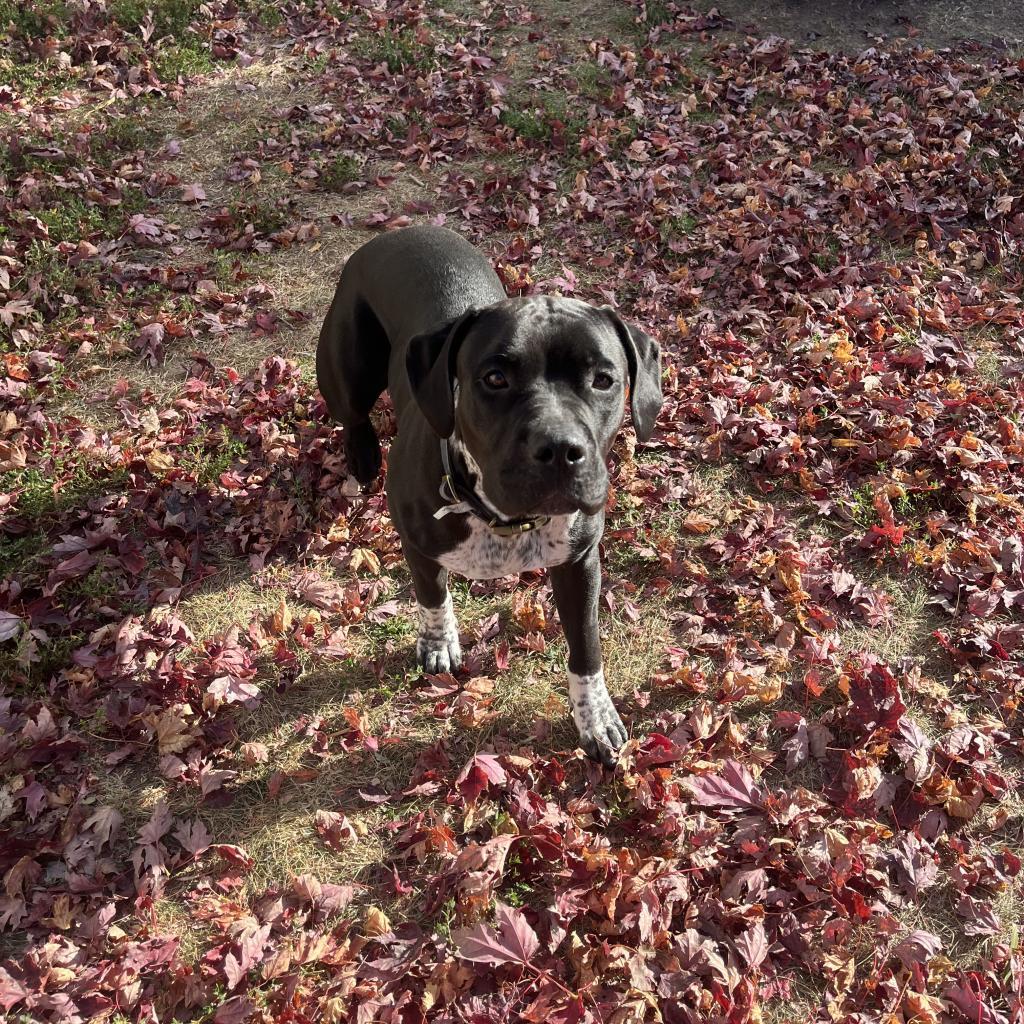 Pinky, an adoptable Australian Cattle Dog / Blue Heeler, American Bulldog in Milford, IA, 51351 | Photo Image 5