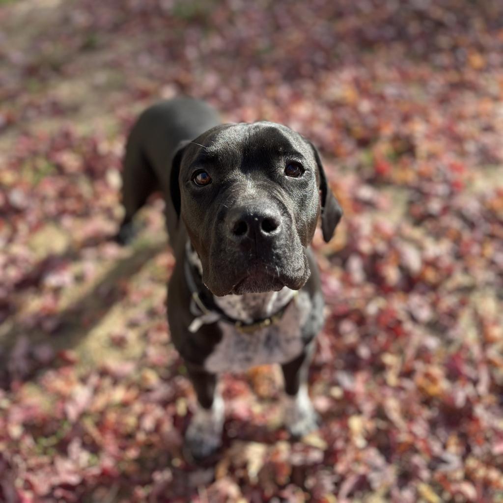 Pinky, an adoptable Australian Cattle Dog / Blue Heeler, American Bulldog in Milford, IA, 51351 | Photo Image 6