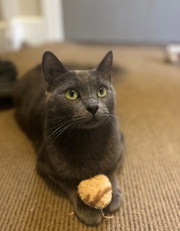 Cat for adoption Smokey, a Domestic Short Hair Mix in Winnipeg, MB