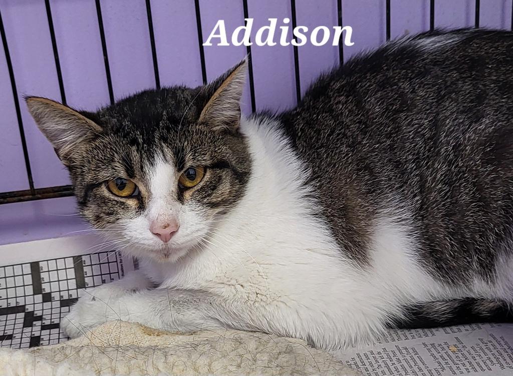 Addison