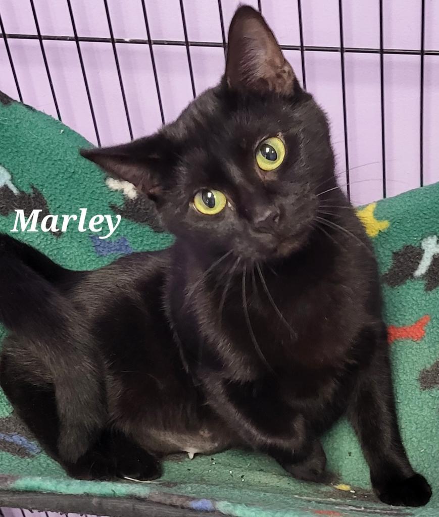 Marley