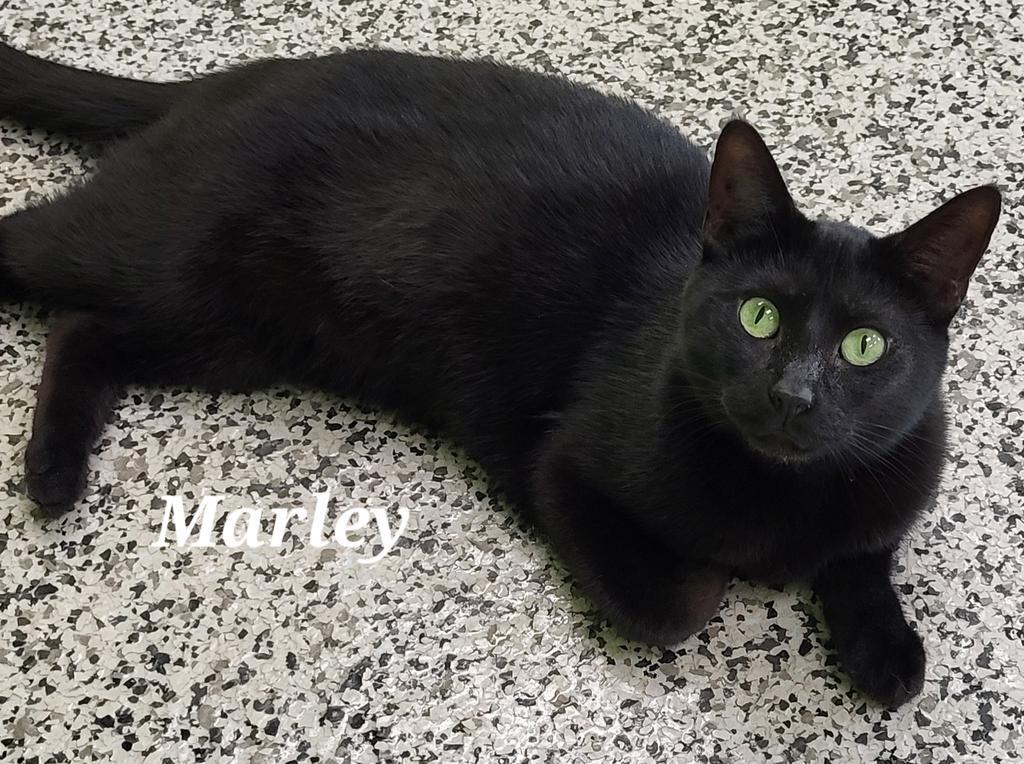 Marley