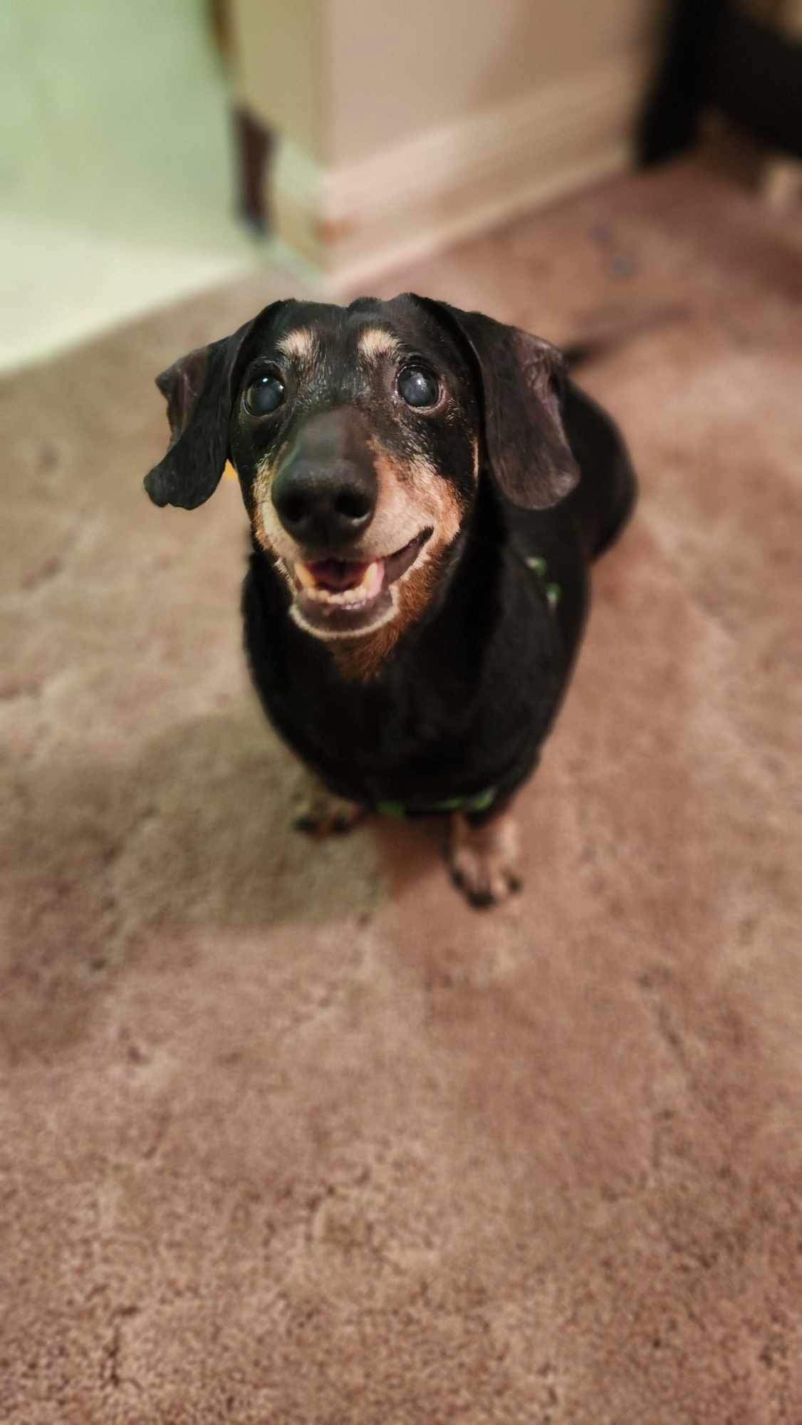 President Long Leg, an adoptable Dachshund in Duluth, MN, 55807 | Photo Image 1