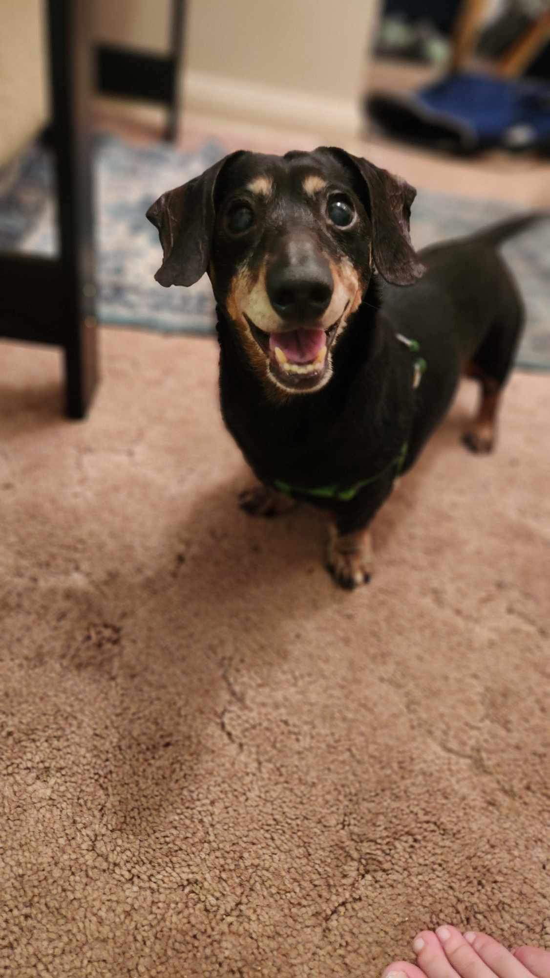 President Long Leg, an adoptable Dachshund in Duluth, MN, 55807 | Photo Image 2