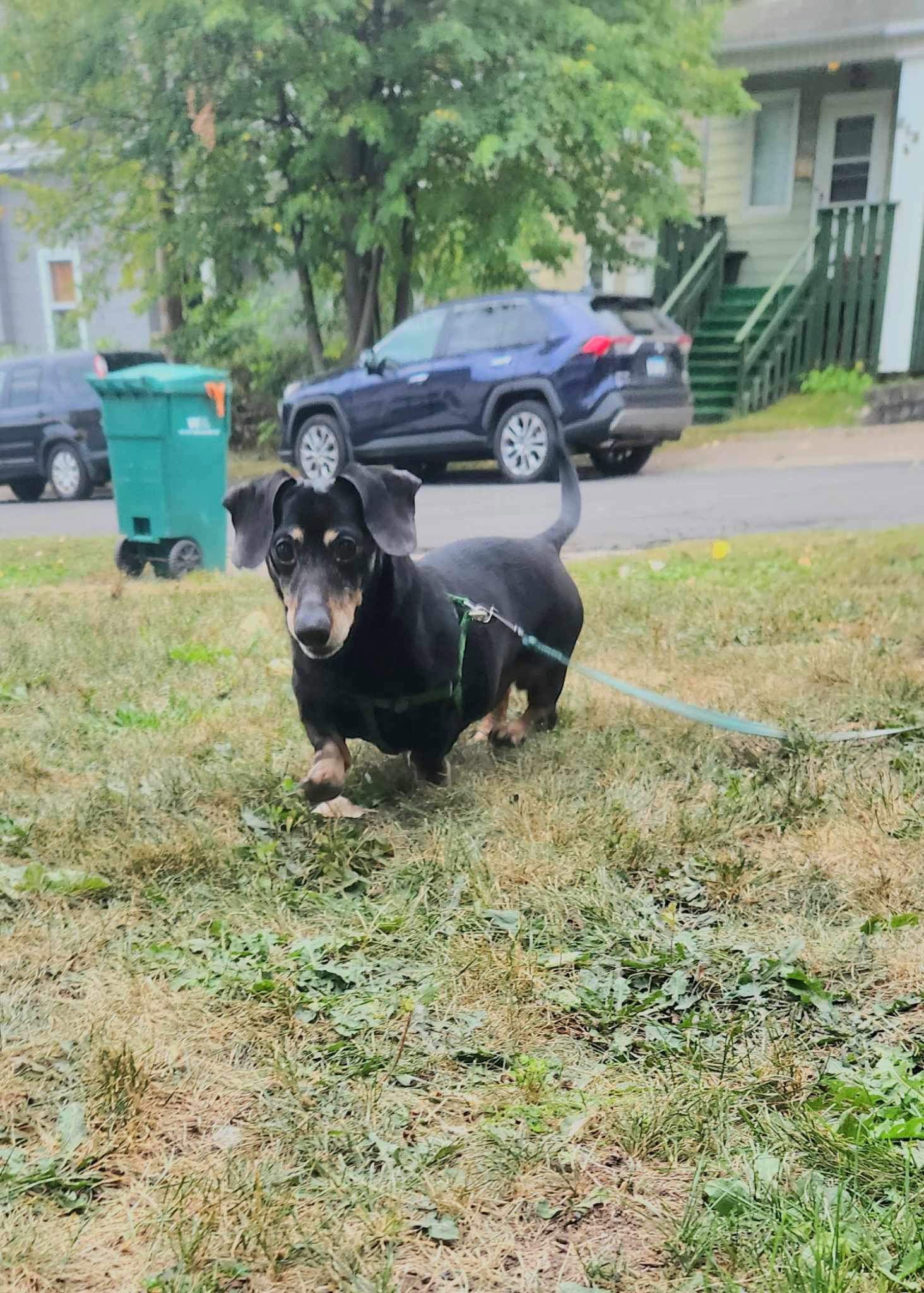 President Long Leg, an adoptable Dachshund in Duluth, MN, 55807 | Photo Image 3