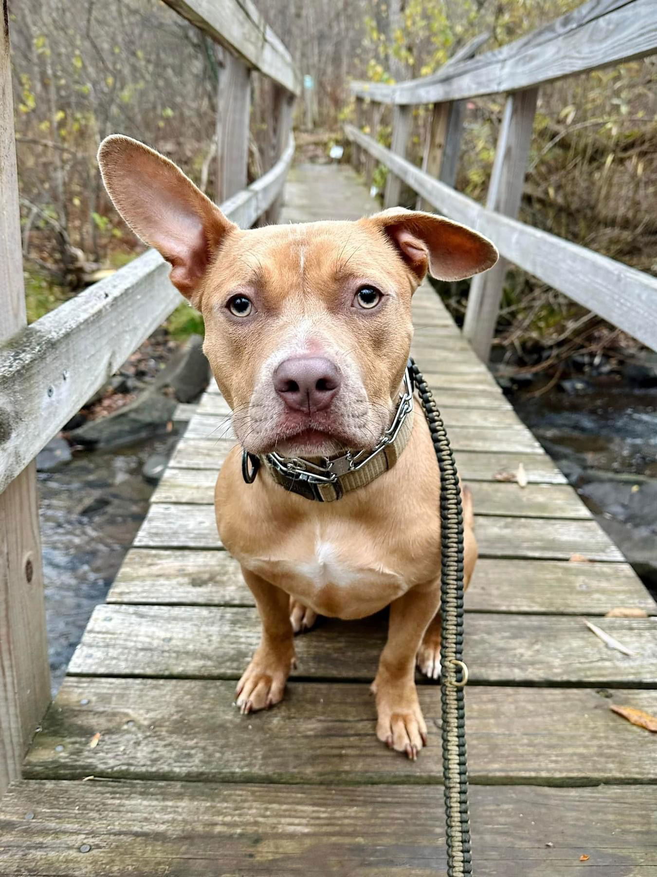 Belle, an adoptable Pit Bull Terrier in Duluth, MN, 55807 | Photo Image 1