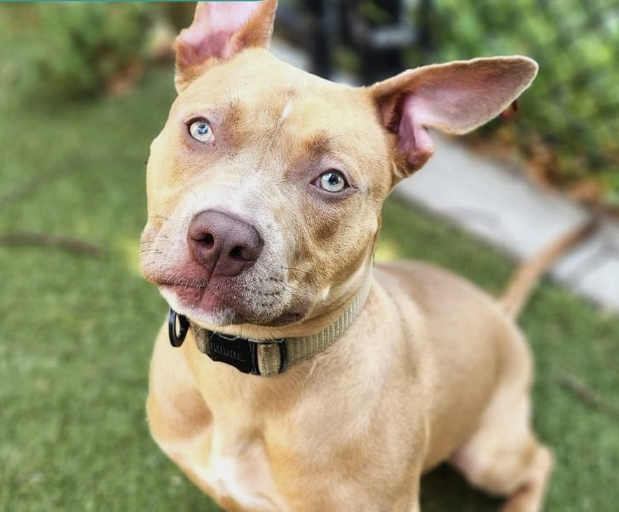 Belle, an adoptable Pit Bull Terrier in Duluth, MN, 55807 | Photo Image 3