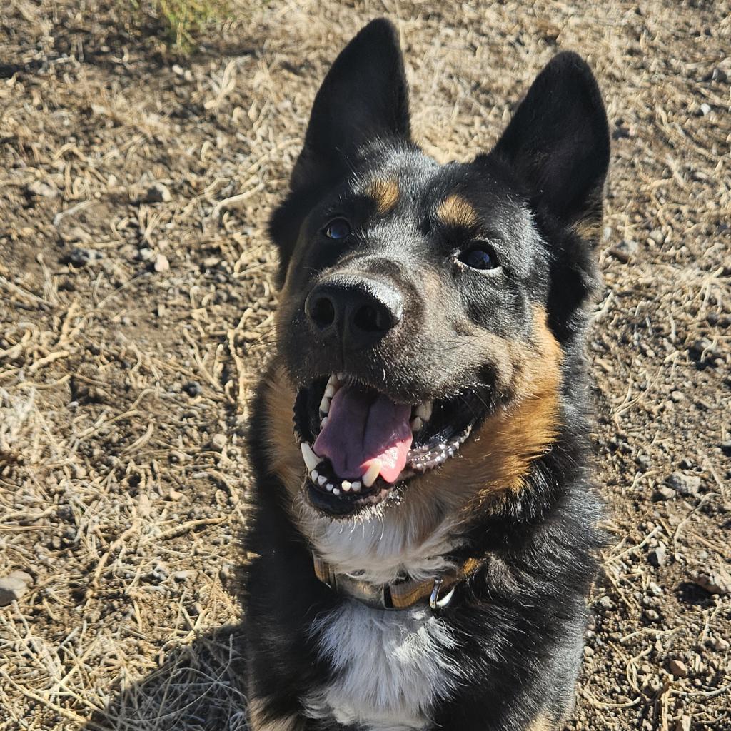 Randall- Loves Playful Dogs & Treats! Adopt $75, an adoptable German Shepherd Dog, Mixed Breed in Flagstaff, AZ, 86004 | Photo Image 1