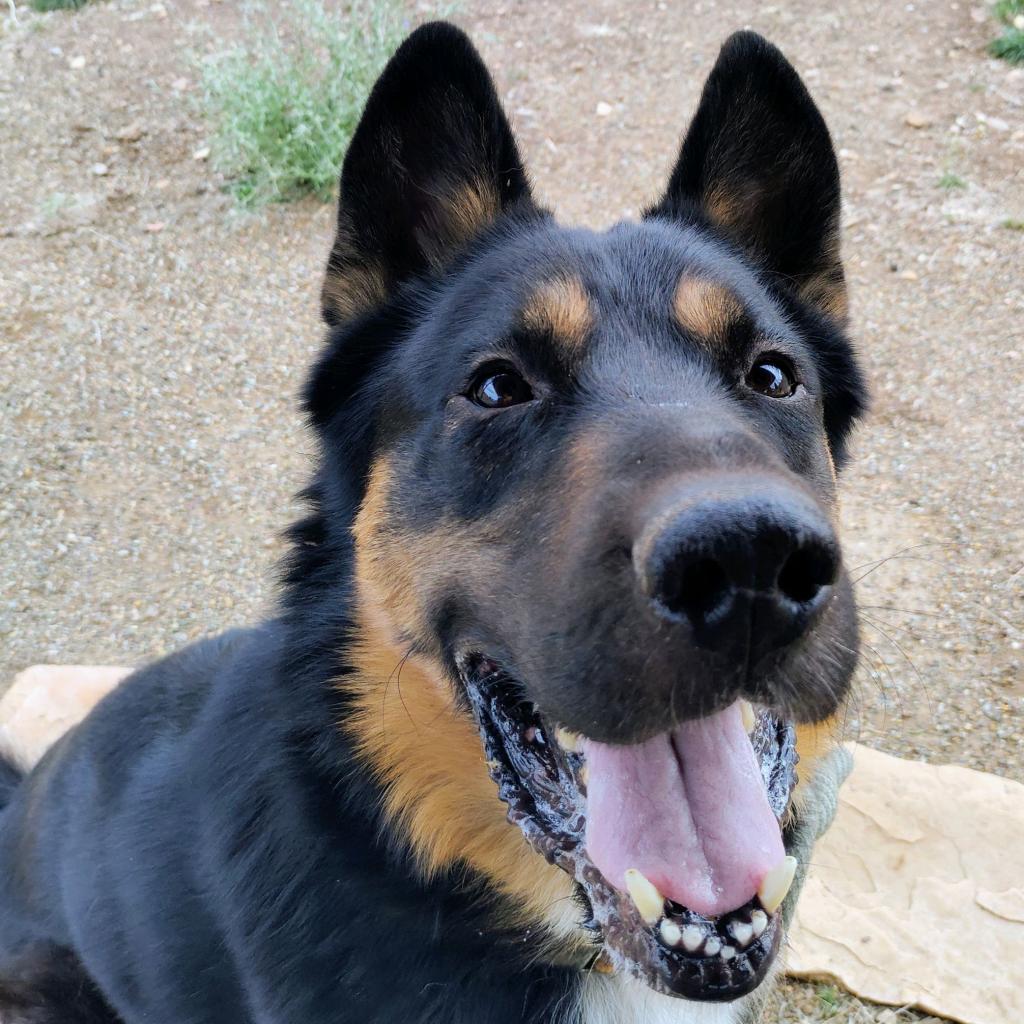 Randall- Loves Playful Dogs & Treats! Adopt $75, an adoptable German Shepherd Dog, Mixed Breed in Flagstaff, AZ, 86004 | Photo Image 2