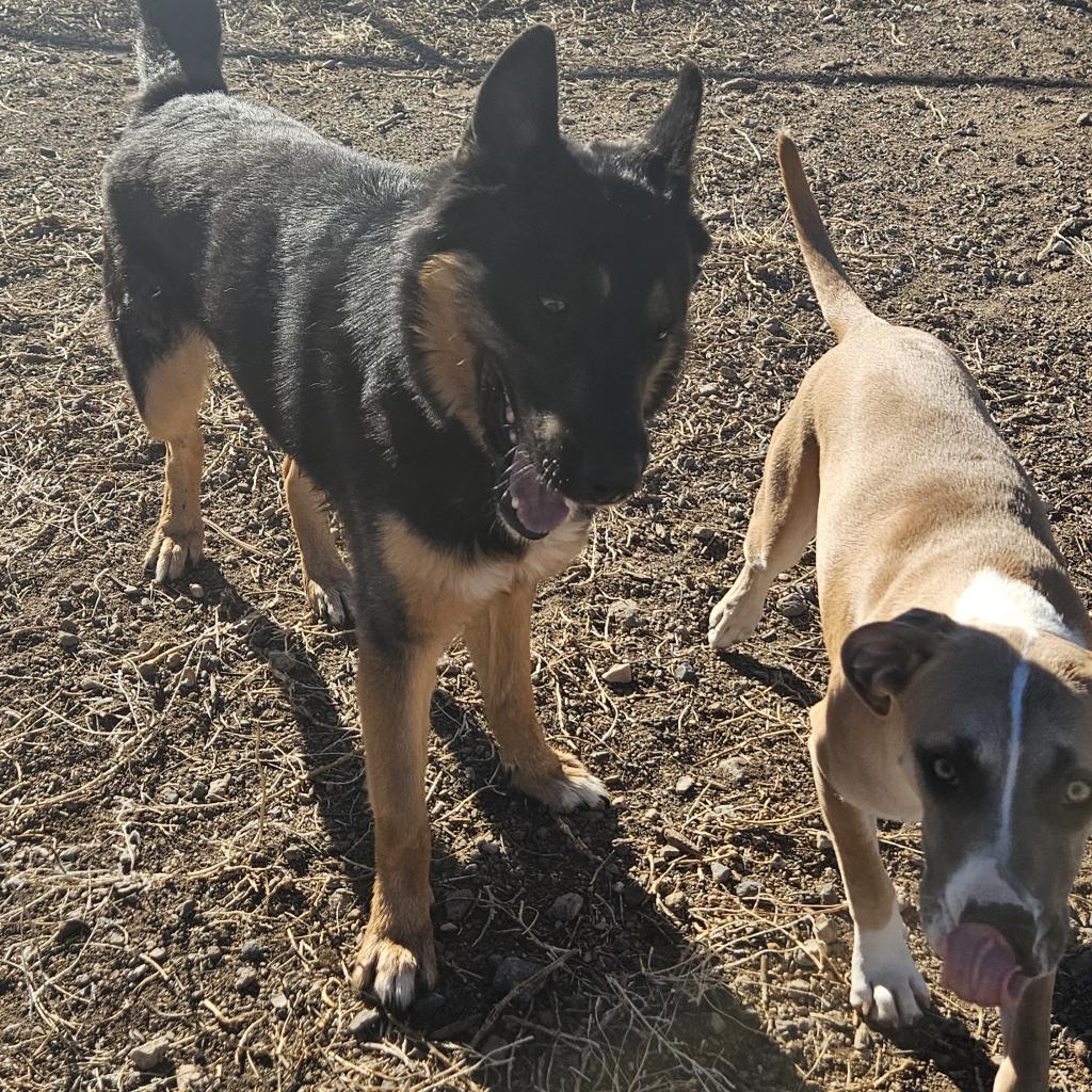 Randall- Loves Playful Dogs & Treats! Adopt $75, an adoptable German Shepherd Dog, Mixed Breed in Flagstaff, AZ, 86004 | Photo Image 3