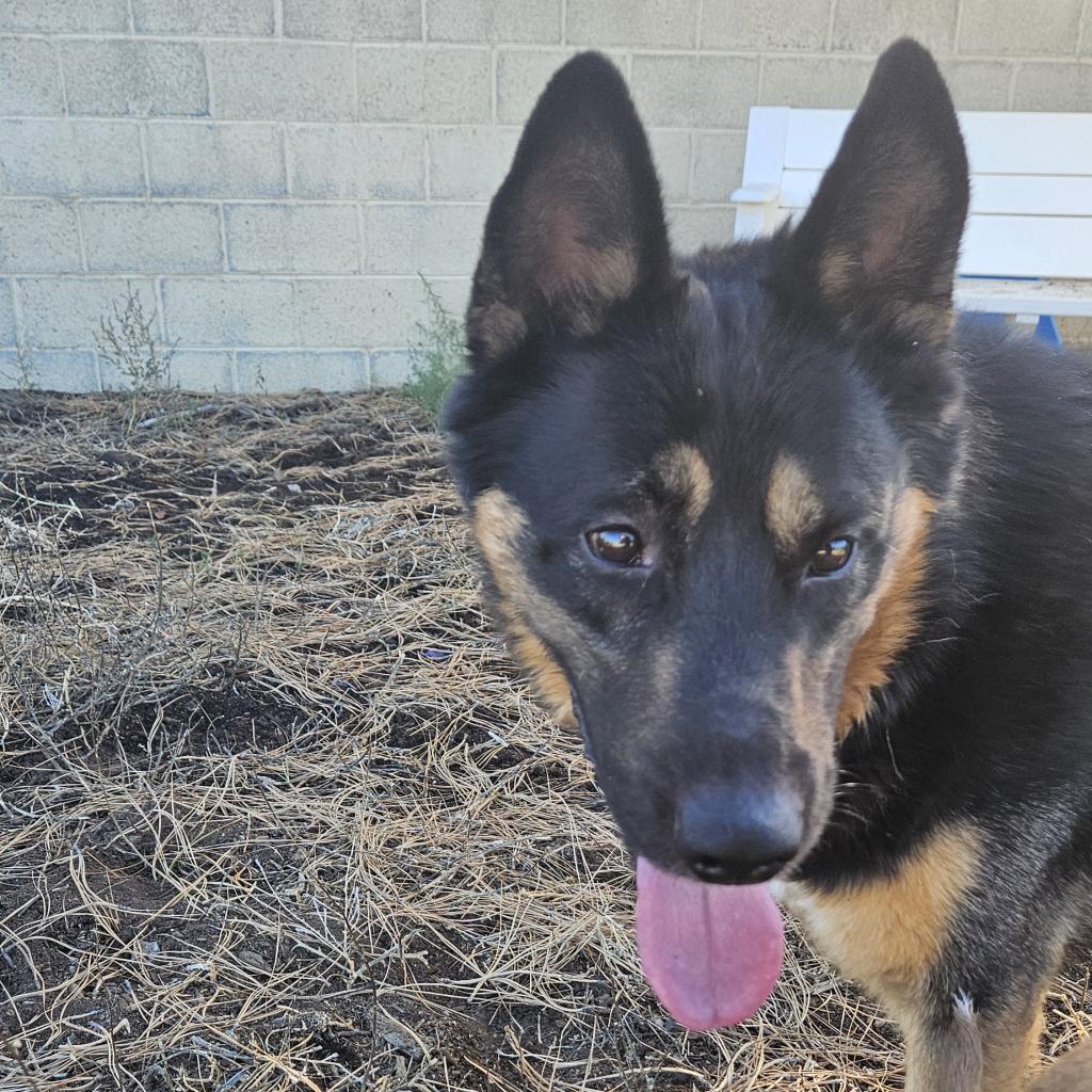 Randall- Loves Playful Dogs & Treats! Adopt $75, an adoptable German Shepherd Dog, Mixed Breed in Flagstaff, AZ, 86004 | Photo Image 4