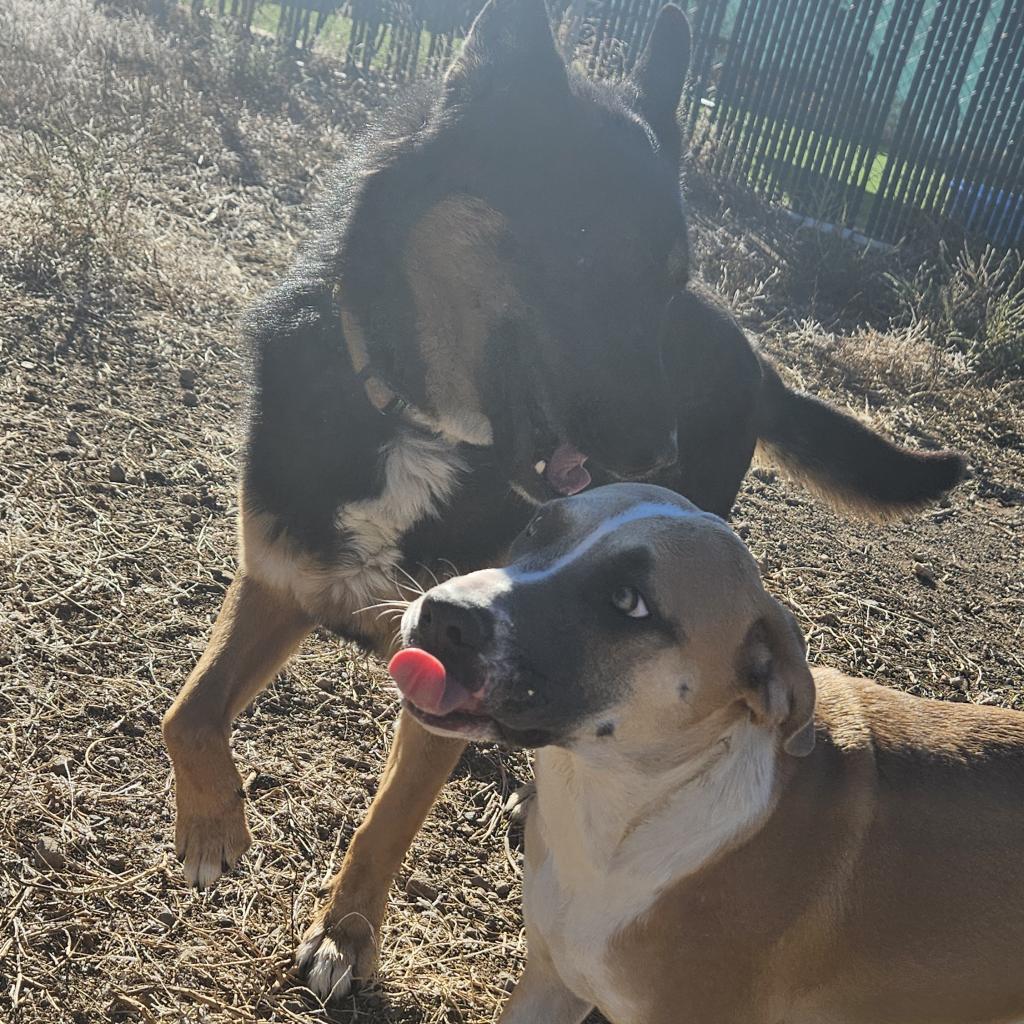 Randall- Loves Playful Dogs & Treats! Adopt $75, an adoptable German Shepherd Dog, Mixed Breed in Flagstaff, AZ, 86004 | Photo Image 5