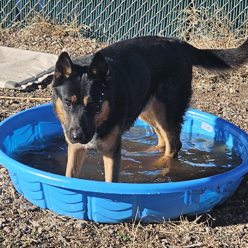 Randall- Loves Playful Dogs & Treats! Adopt $75, an adoptable German Shepherd Dog, Mixed Breed in Flagstaff, AZ, 86004 | Photo Image 6