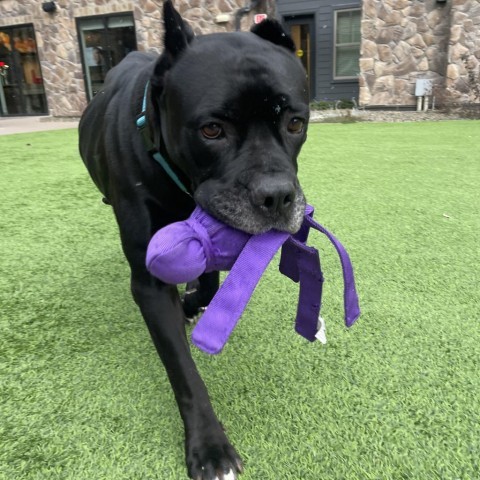 Judy - Loves People and Treats! Adopt $50, an adoptable Cane Corso in Flagstaff, AZ, 86004 | Photo Image 2