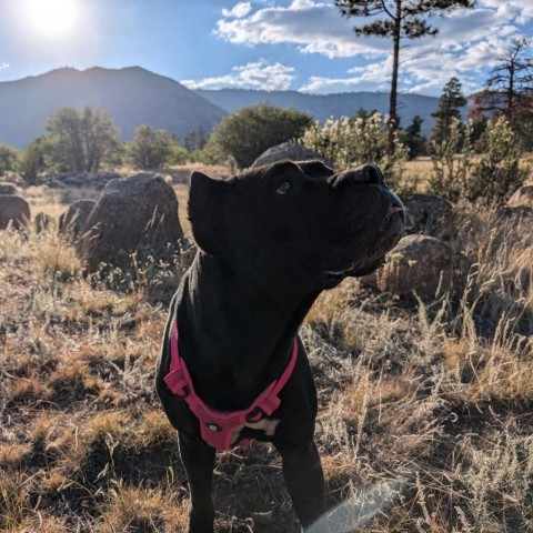 Judy - Loves People and Treats! Adopt $50, an adoptable Cane Corso in Flagstaff, AZ, 86004 | Photo Image 3