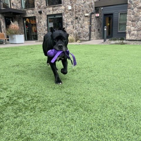 Judy - Loves People and Treats! Adopt $50, an adoptable Cane Corso in Flagstaff, AZ, 86004 | Photo Image 4