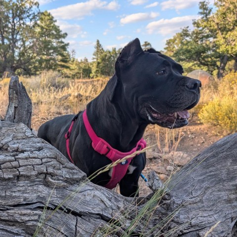 Judy - Loves People and Treats! Adopt $50, an adoptable Cane Corso in Flagstaff, AZ, 86004 | Photo Image 5