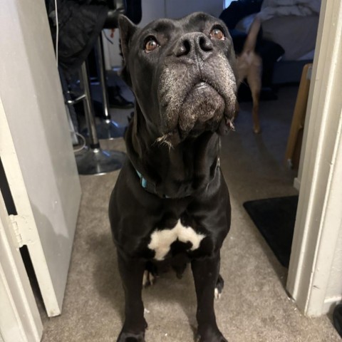 Judy - Loves People and Treats! Adopt $50, an adoptable Cane Corso in Flagstaff, AZ, 86004 | Photo Image 6