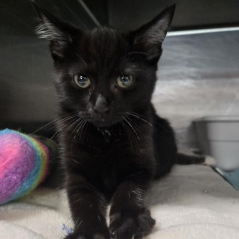 Chaos, an adoptable Domestic Short Hair in Nampa, ID, 83651 | Photo Image 1