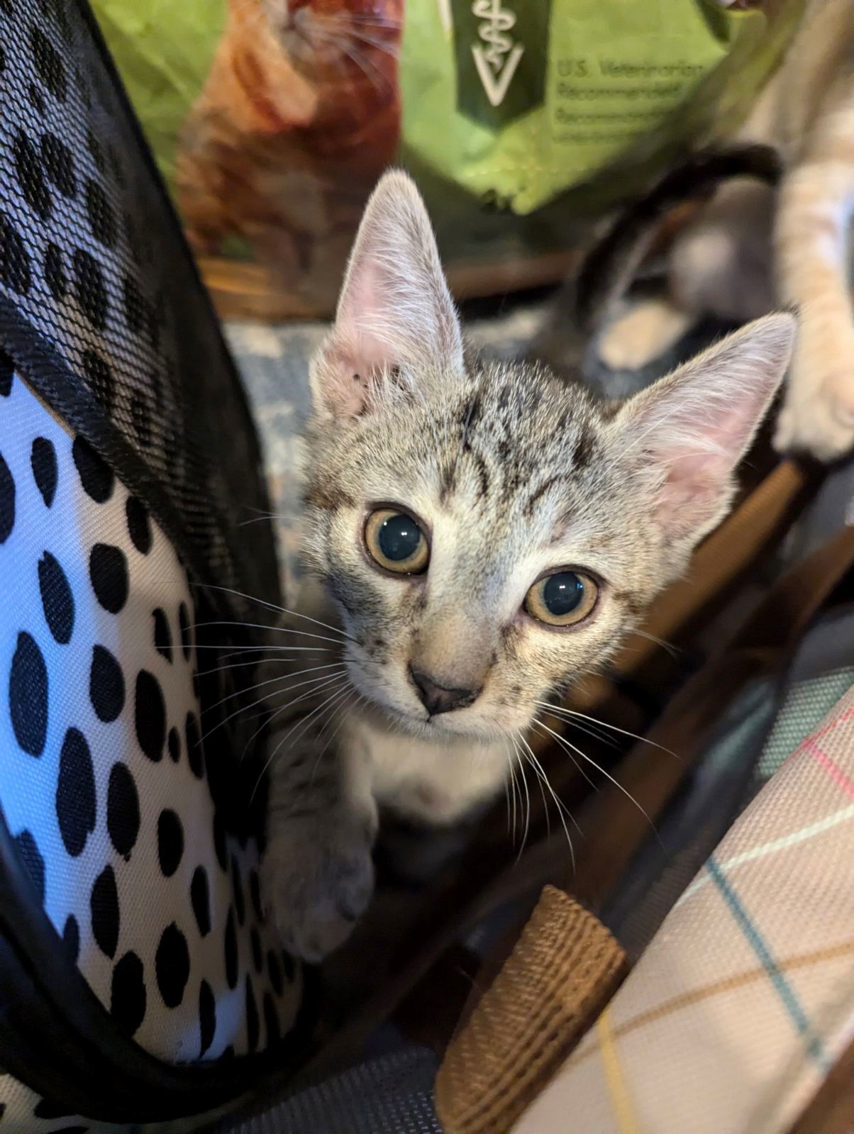 Cat for adoption Dora, a Domestic Short Hair & Tabby Mix in Phoenix