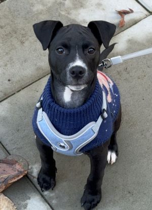 Tux - Handsome Pup