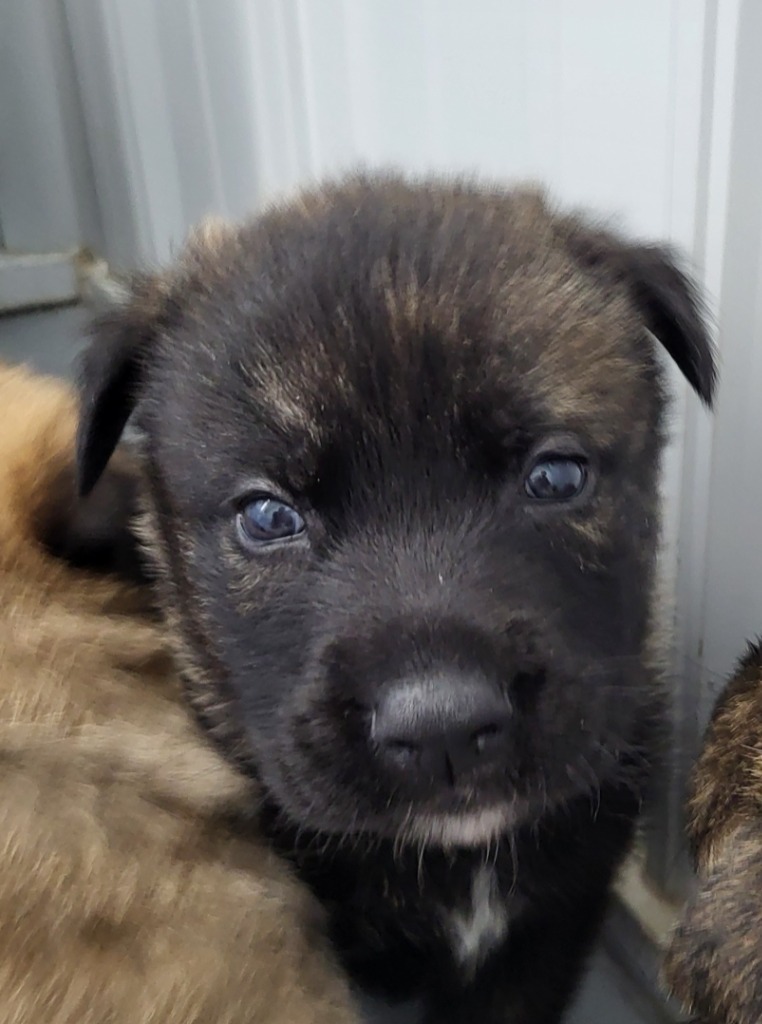 Greg, an adoptable Shepherd in Medford, WI, 54451 | Photo Image 1