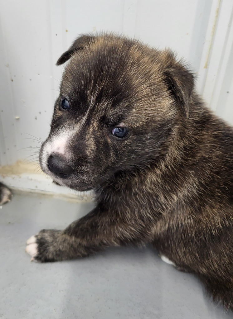 Marcia, an adoptable Shepherd in Medford, WI, 54451 | Photo Image 1