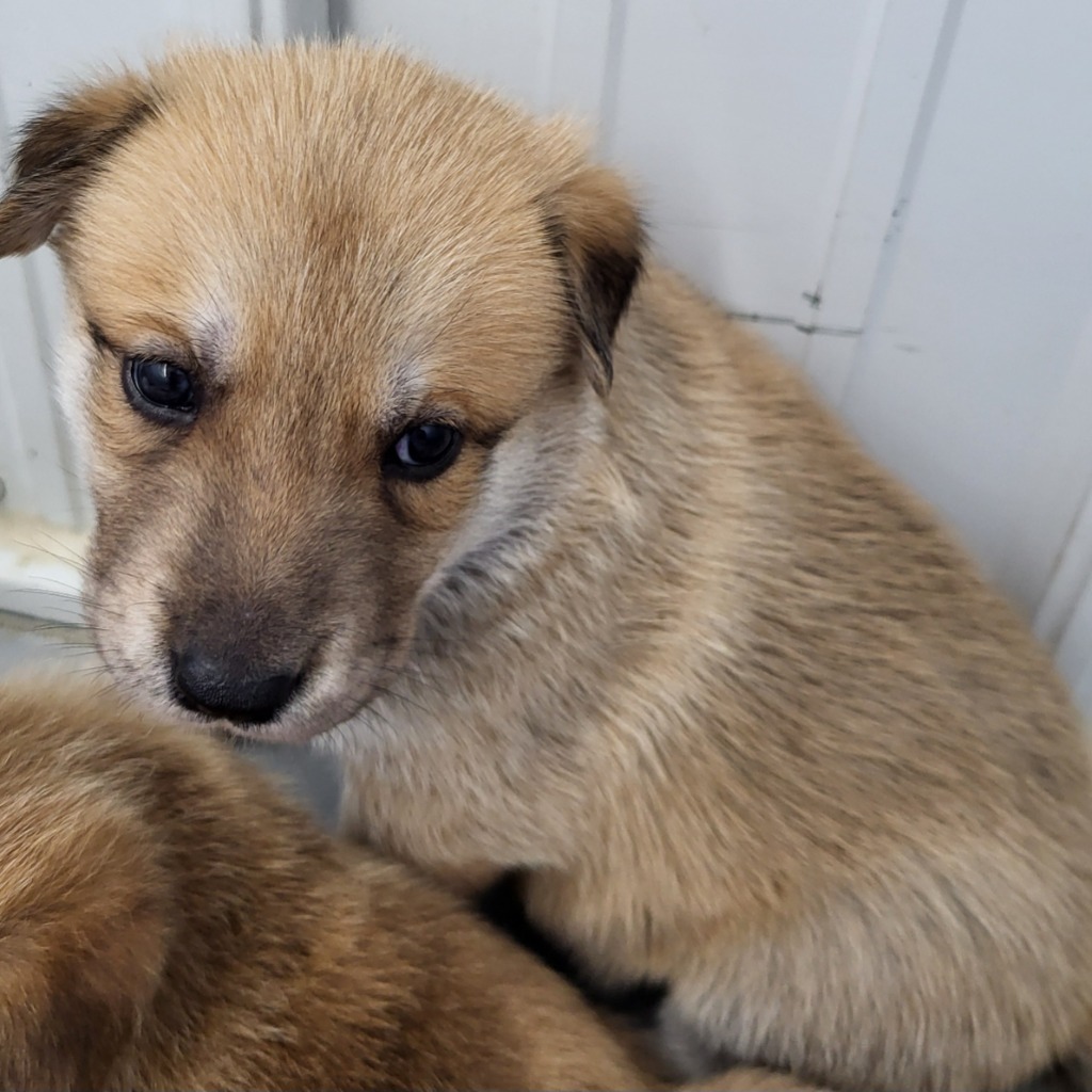 Jan, an adoptable Shepherd in Medford, WI, 54451 | Photo Image 1