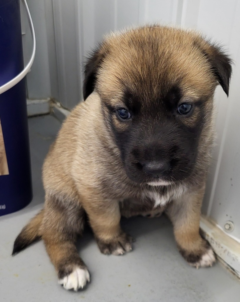 Cindy, an adoptable Shepherd in Medford, WI, 54451 | Photo Image 1