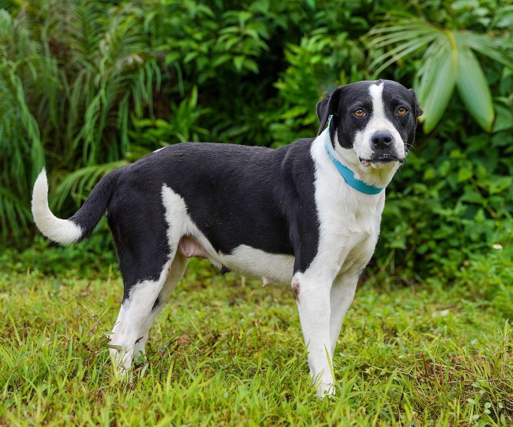 Nala, an adoptable Affenpinscher in Mangilao, GU, 96923 | Photo Image 1