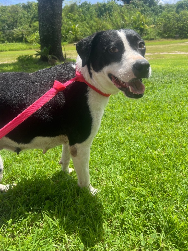 Nala, an adoptable Affenpinscher in Mangilao, GU, 96923 | Photo Image 3