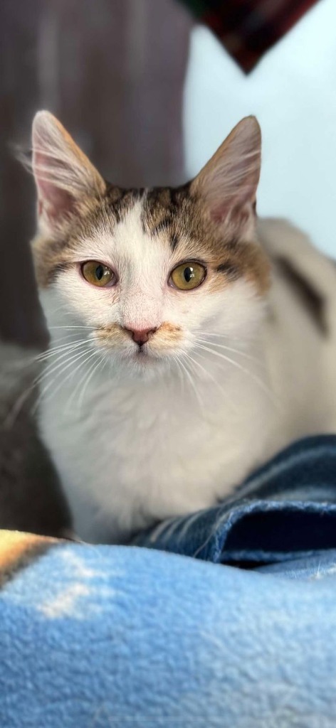 Lovely, an adoptable Domestic Short Hair in Brookings, OR, 97415 | Photo Image 1