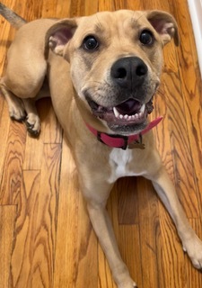 Jovi