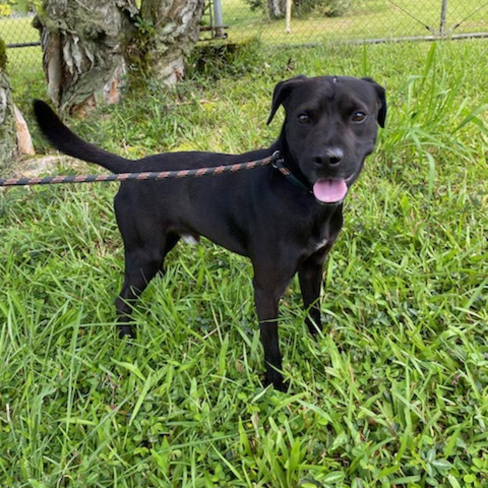 Trevor (COH-A-10855)(S), an adoptable Mixed Breed in Volcano, HI, 96785 | Photo Image 2