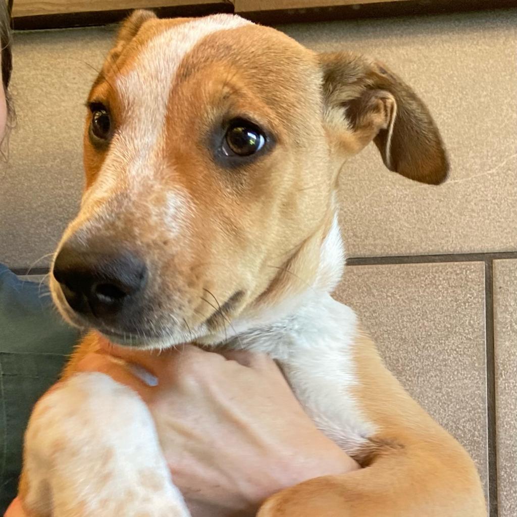 Strawberry (COH-A-10934), an adoptable Catahoula Leopard Dog, Mixed Breed in Volcano, HI, 96785 | Photo Image 2