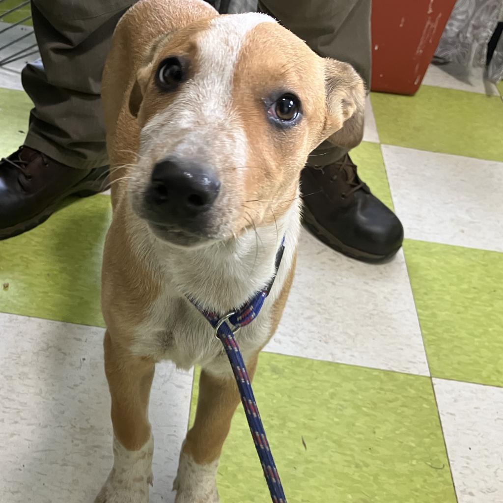 Strawberry (COH-A-10934), an adoptable Catahoula Leopard Dog, Mixed Breed in Volcano, HI, 96785 | Photo Image 3