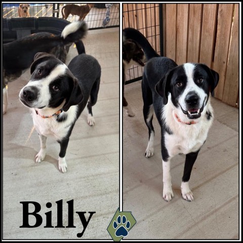 Billy