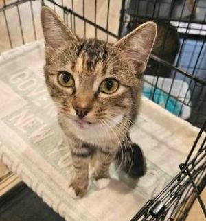 Jewel, Young Female Domestic Short Hair