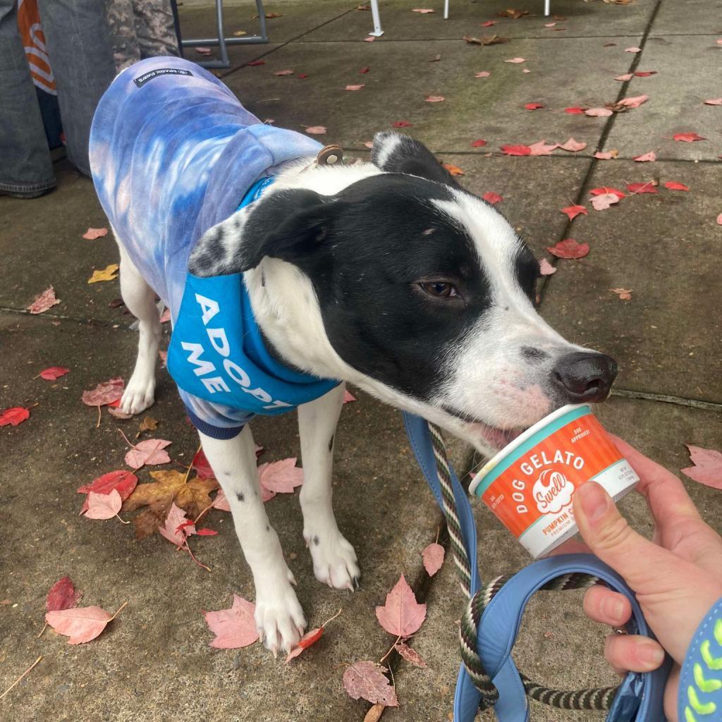 Jack, an adoptable Terrier, Mixed Breed in Bend, OR, 97702 | Photo Image 1