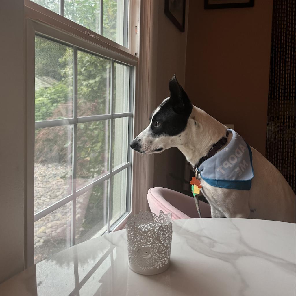 Jack, an adoptable Terrier, Mixed Breed in Bend, OR, 97702 | Photo Image 4