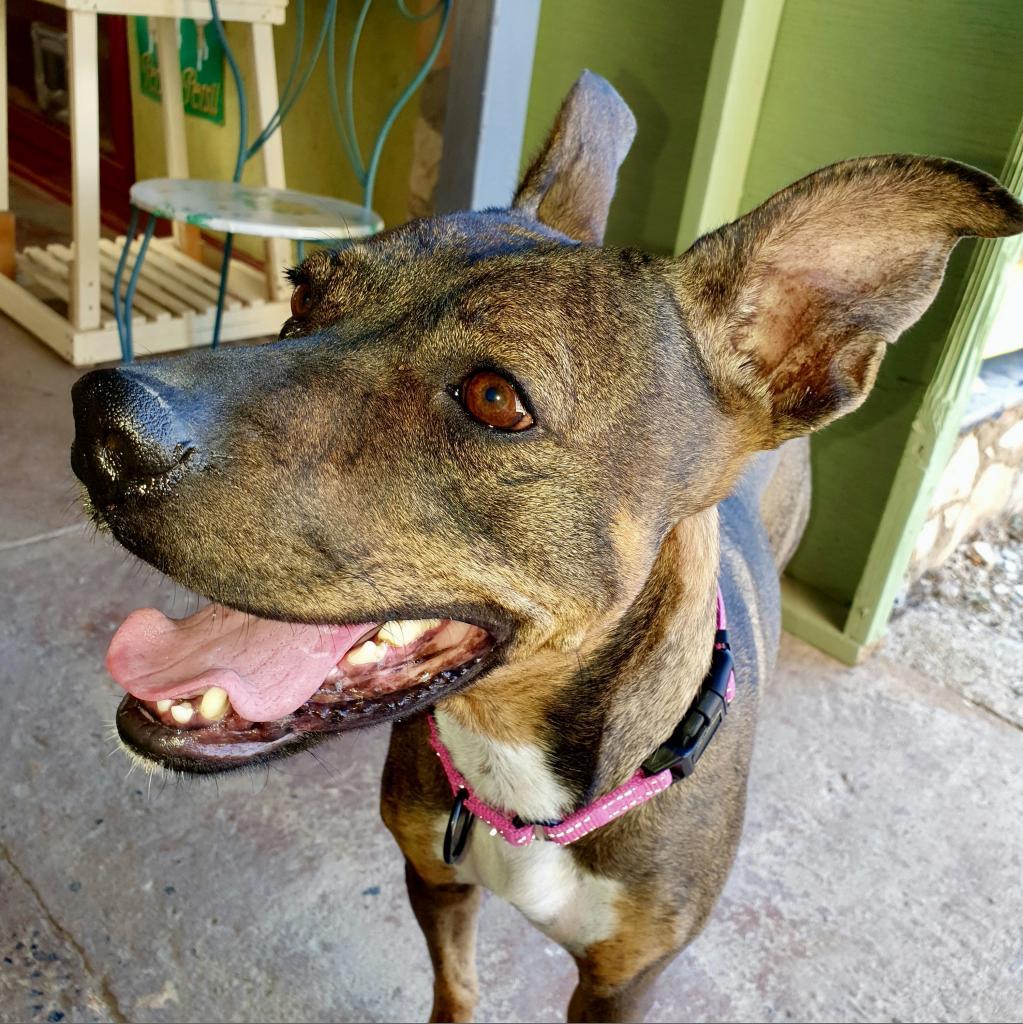 Delilah, an adoptable Boxer, Mixed Breed in Bend, OR, 97702 | Photo Image 5