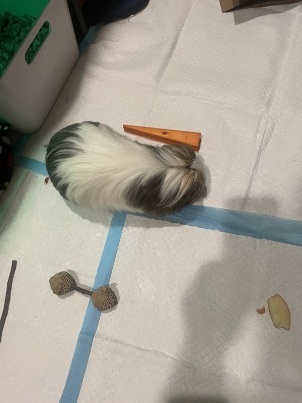 Guinea Pig for adoption Billie, a Guinea Pig in Surrey, BC Petfinder