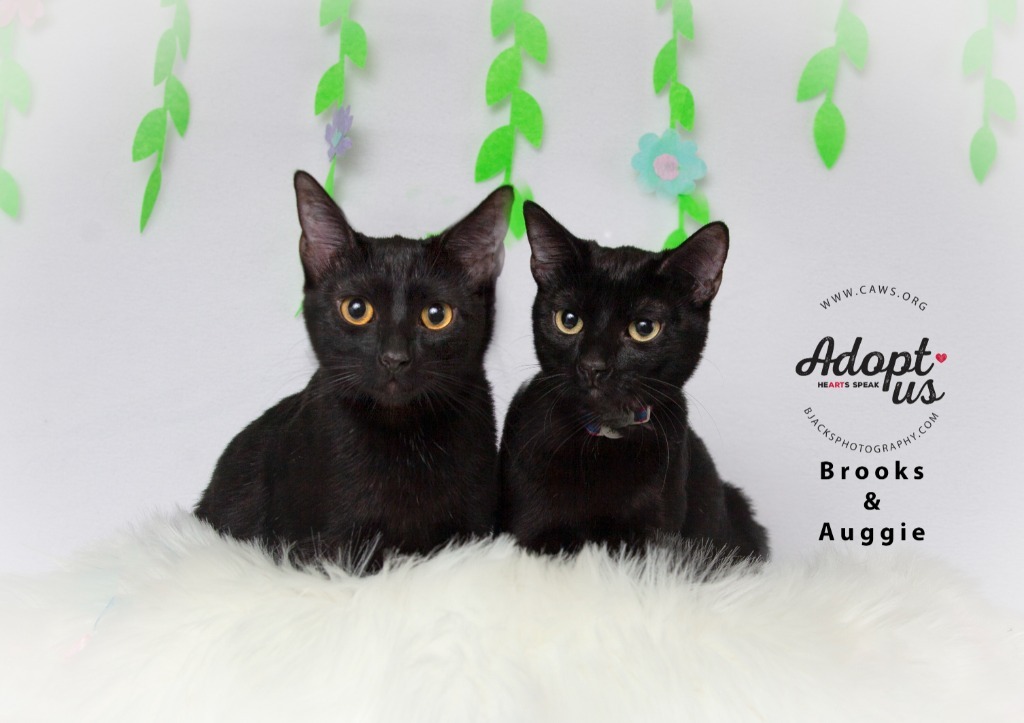 Auggie, an adoptable Domestic Short Hair in Salt Lake City, UT, 84117 | Photo Image 1