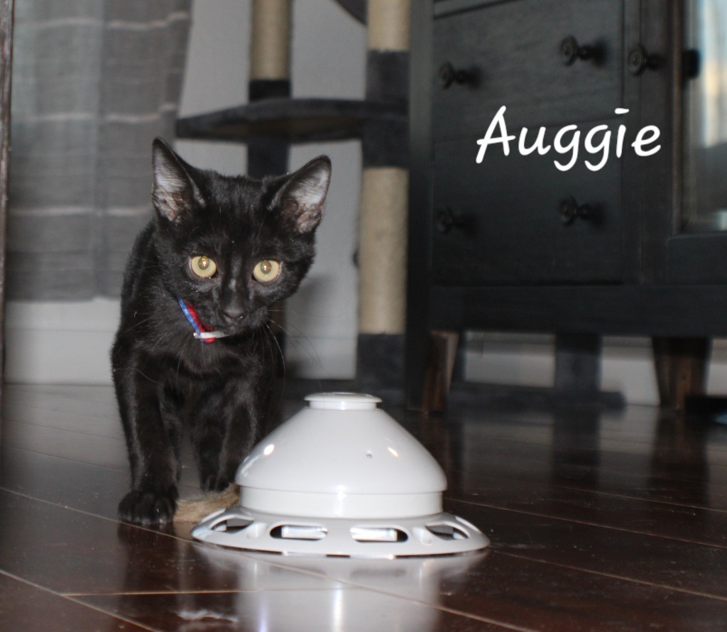 Auggie