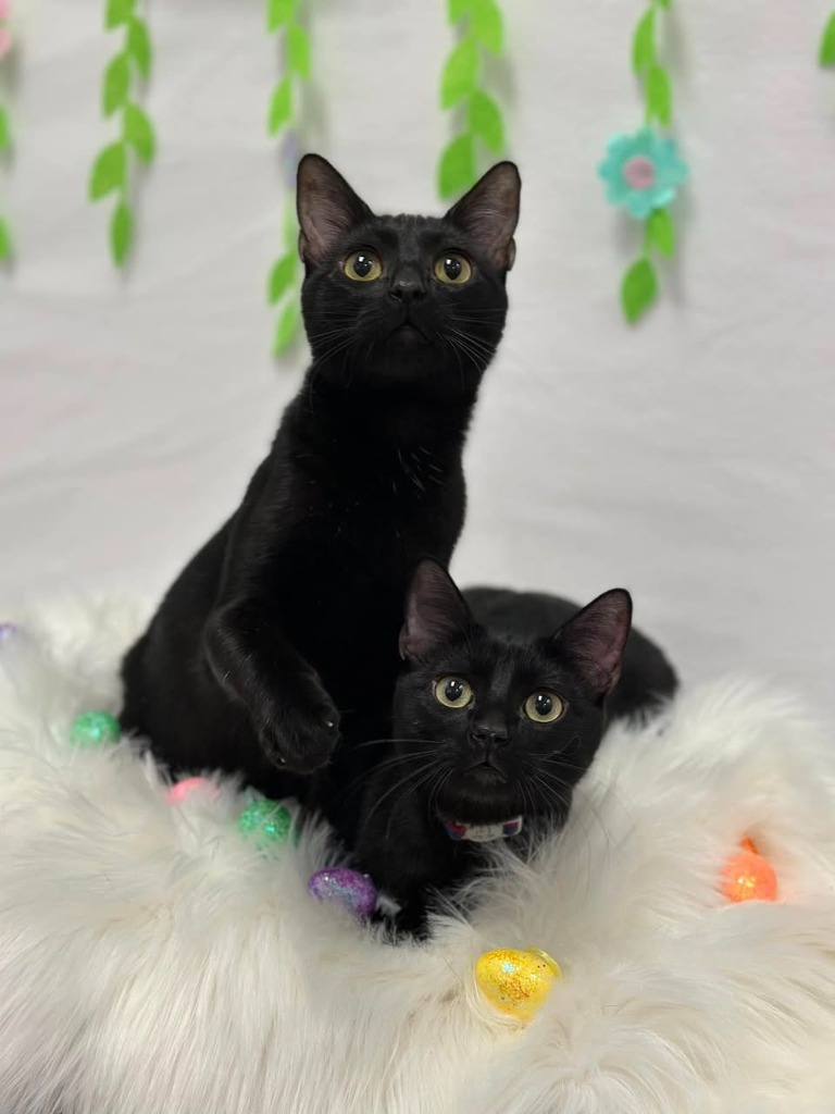 Auggie, an adoptable Domestic Short Hair in Salt Lake City, UT, 84117 | Photo Image 2