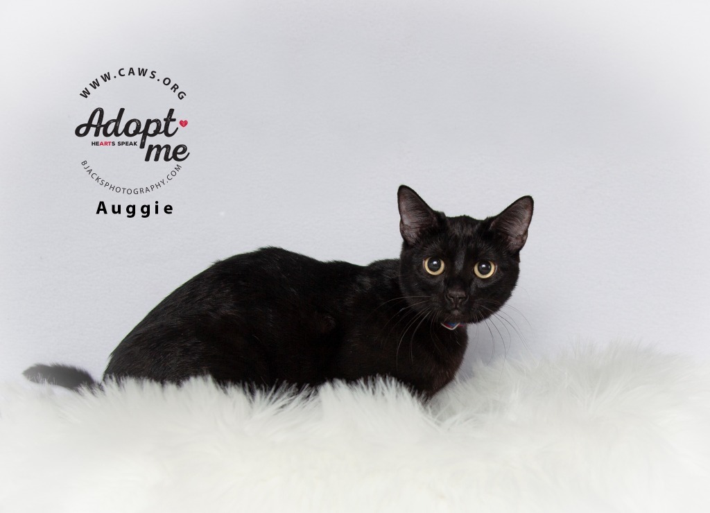 Auggie, an adoptable Domestic Short Hair in Salt Lake City, UT, 84117 | Photo Image 3